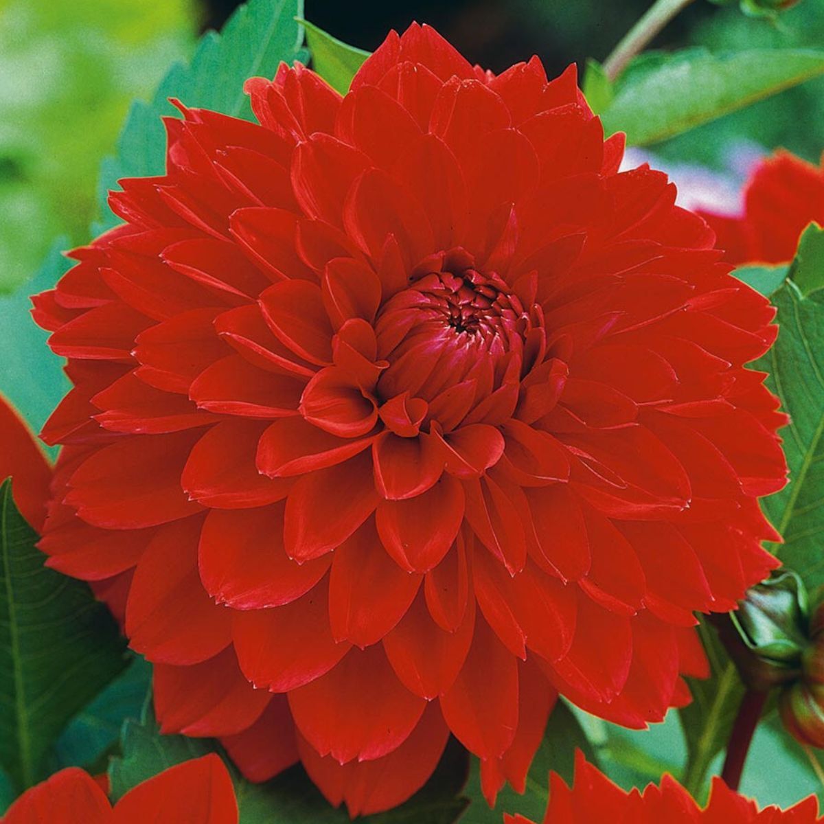 Dahlia- Red Tiger (Tuber)